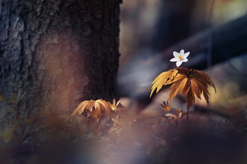Poster - Wild forest White anemone flower in woods on nature under a tree in sun on a dark brown gold background. Spring bloom wallpaper border template card for design.
