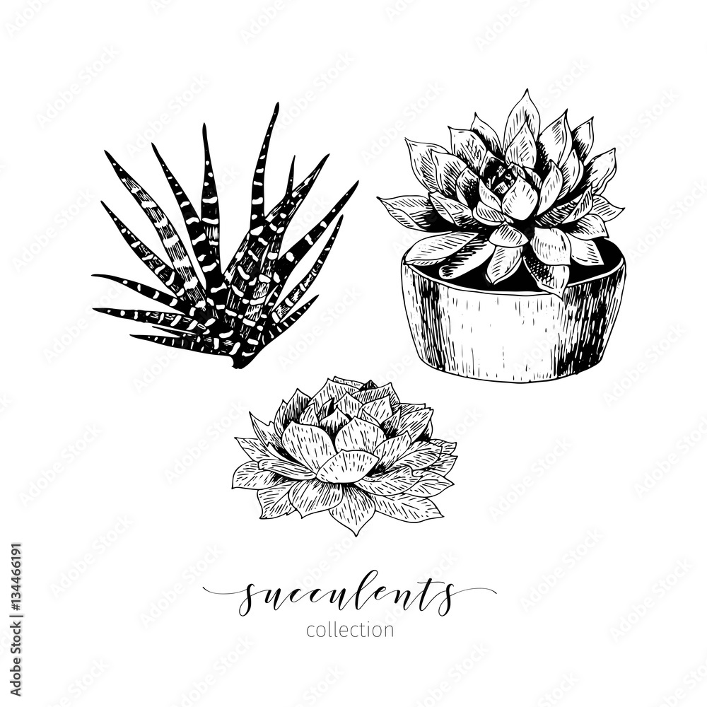 Vector set of succculents. Hand drawn botanical art isolated on white ...
