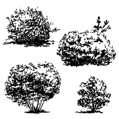 Wall Mural - Set of four hand drawn bushes sketch, black nature flora illustration, isolated on white background. Realistic silhouette vector design clip-art.