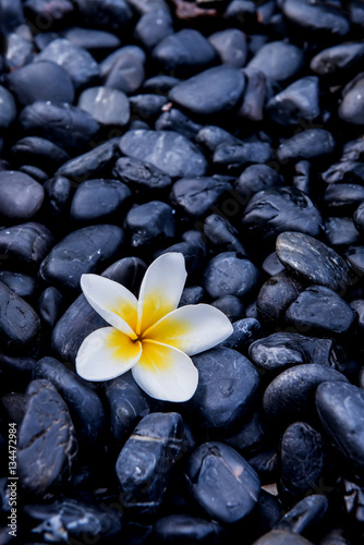 Naklejka ścienna flower on stone background