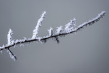 Fototapeta Dmuchawce - branches of the plants are covered with white fluffy hoarfrost