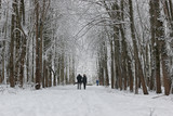 Fototapeta Miasto - winter snow sport man run in tree park