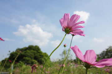 Wall Mural - Beautiful pink flowers with a blue sky background.