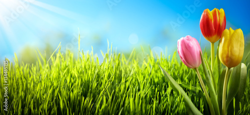 Spring tulips in the field