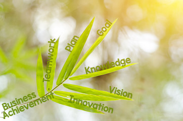 Branches of bamboo leaf as a mind map concept - Business, successful, achievement, goal, growth concept.