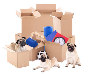 Wall Mural - moving day concept - brown cardboard boxes and cute dogs isolate