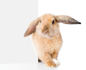 Aufkleber - Rabbit peeks out from behind a blank banner. Isolated on white 