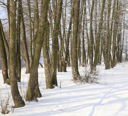 Wall Mural - nature in winter