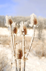 Wall Mural - nature in winter