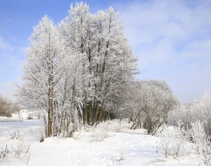 Wall Mural - nature in winter