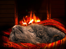 The Cat Sleeps By The Fireplace. Bliss - A Bright Fire, Warm And Cozy