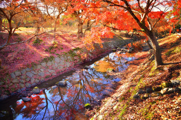 Wall Mural - Nara Park in autumn, Japan