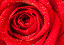 Close Up Splashed Beautiful Red Rose 
