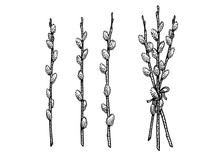 Pussy Willow, Engraving, Drawing, Illustration
