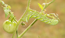 Tobacco Hornworm Moth Caterpillar On A Tomato Plant