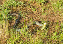 Yellow-bellied Racer, Coluber Constrictor Flaviventris Snake In Grass, With His Head Raised Up, In Late Evening Sun
