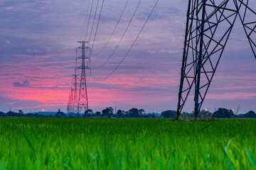 Wall Mural - High voltage electrical transmission line and tower in the green rice field during sunset