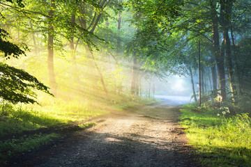 Gravel road in a misty foggy forest with sun rays. Osnabruck, Germany