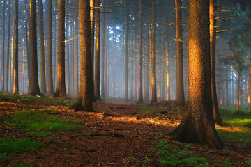 Wall Mural - Sun rays in a dark foggy misterious forest. Osnabruck, Germany