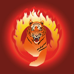 The tiger leaping through fire hoop