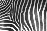 Fototapeta Konie - Zebra Stripes