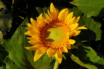 flor, girasol, cultivo, agricultura, amarillo, horizonte, petalos, macro, micro, paisaje, girasoles, argentina, 