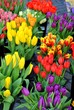 Kolorowe bukiety tulipanów