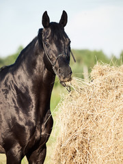 Canvas Print - eating hay black horse from haystack in field