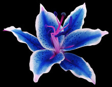 Lily Blue-white Flower On A Black Background Isolated  With Clipping Path. For Design..Nature.