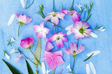 Beautiful floral background with pink roses and hortensia on blue background