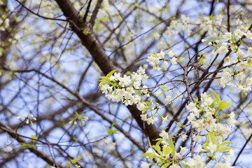 Wall Mural - cherry blossom in the north of thailand