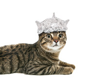 Cat In A Tin Foil Hat Looking Up