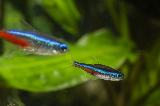 Neon Tetra blue freshwater fish.