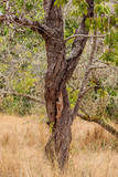 Fototapeta Tęcza - twisted tree trunk