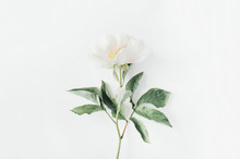 Lone Beige Peony Flower On White Background. Flat Lay, Top View