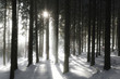 Fichtenwald im Winter