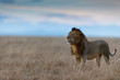 Lion in the savannah of Masai Mara 