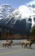 Rams are crossing the Icefield Parkway at Jasper NP, Canada