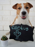 Fototapeta Psy - Dog and cactus