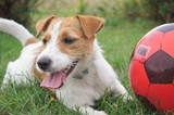 Fototapeta Psy - Happy dog with ball