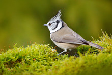 Bird In The Nature Green Moss Habitat. Crested Tit Sitting, Songbird On Beautiful Yellow Lichen Branch With Clear Green Background, Bird With Crest, Czech Republic