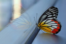 White-yellow-orange Jezebel Butterfly On The Window In The Morning.