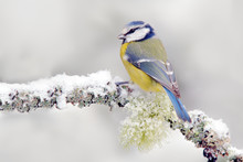 Snow Winter With Cute Songbird. Bird Blue Tit In Forest, Snowflake And Nice Lichen Branch. First Snow With Animal. Snowfall Fit Beautiful Little Yellow And Blue Bird. Wildlife Scene From Snowy Nature.