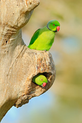 Two bird in nest hole. Nesting Rose-ringed Parakeet, Psittacula krameri, beautiful parrot in the nature green forest habitat, Sri Lanka, Asia. Parrot in the nest hole. Green parrots sitting on tree