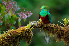 Beautiful Bird In Nature Tropic Habitat. Resplendent Quetzal, Pharomachrus Mocinno, Savegre In Costa Rica, With Green Forest Background. Magnificent Sacred Green And Red Bird. Birdwatching In Jungle.