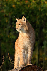 Wall Mural - lynx on the tree trunk. sitting wild cat eurasian lynx in orange autumn leaves, forest in background