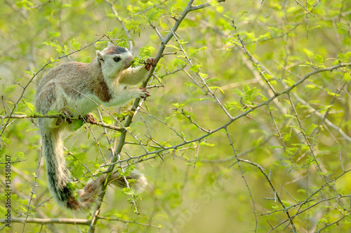 Fotografie, Obraz Grizzled giant squirrel, Ratufa macroura, in the nature habitat
