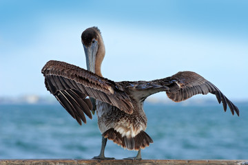 Wall Mural - Brown Pelican splashing in water. bird in the dark water, nature habitat, Florida, USA. Wildlife scene from ocean. Brown pelican in the nature. Big brown bird. Pelican starting in the blue water.