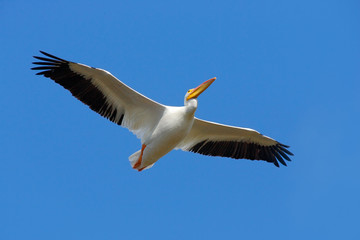 Wall Mural - Wildlife from Florida coast. Bird in fly with blue sky. White Pelican, Pelecanus erythrorhynchos, from Florida, USA. White pelican in flight with open wings. Action scene in nature. Pelican in fly.