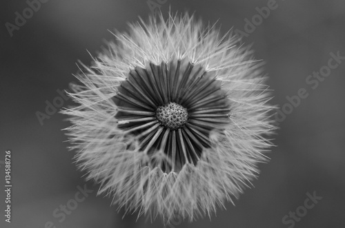 Fototapeta na wymiar dandelion